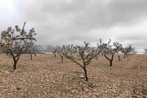 Helårsgrund i Yecla, Murcia, Yecla - € 45.000 | Ref: SF0565 - foto 3